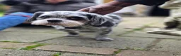 Boomer honden te koop: Nog 4 prachtige boomer reutjes beschikbaar  - Advertentie 2