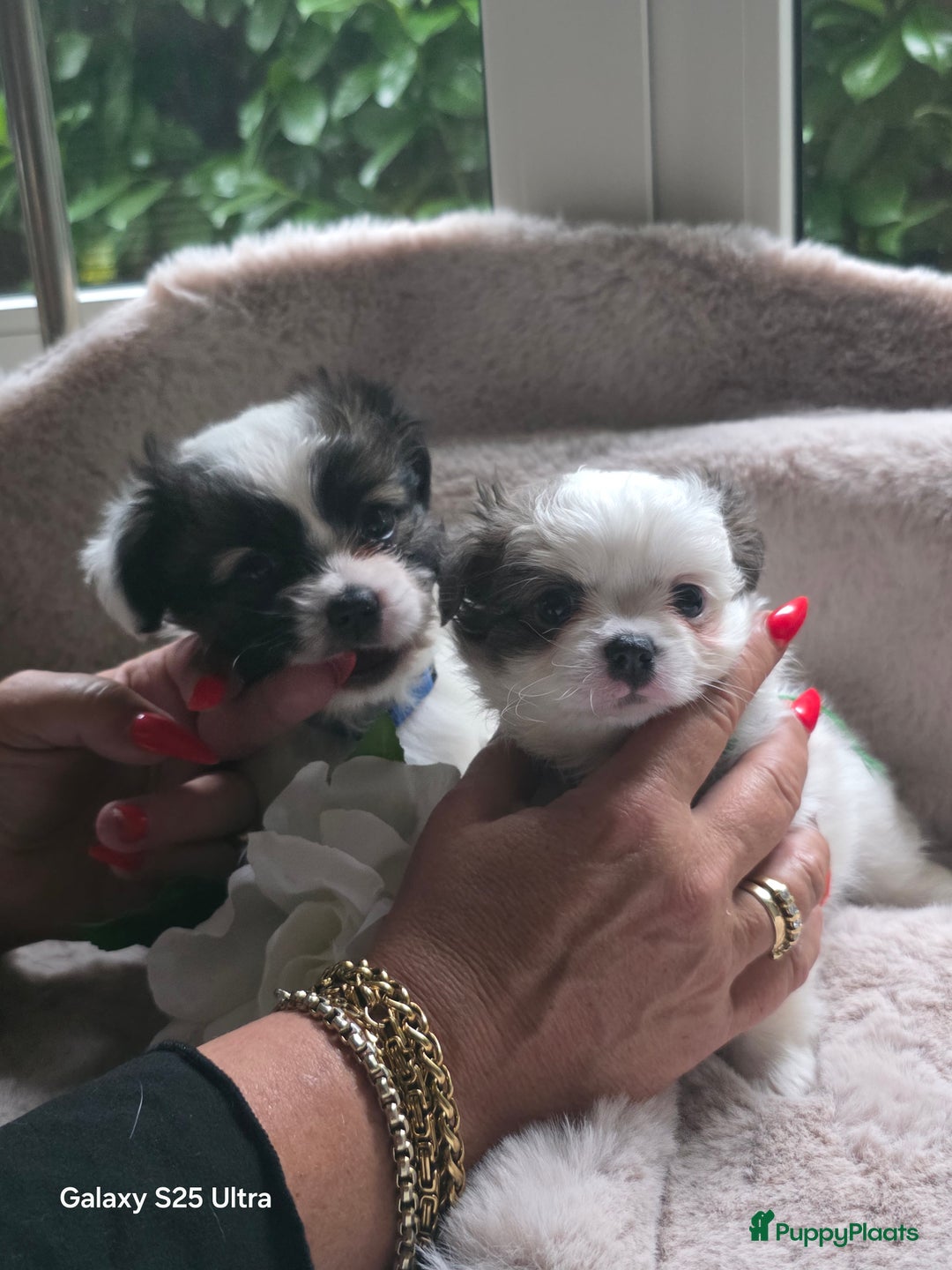 Pomchi honden te koop: Pomchi pups - Advertentie 5