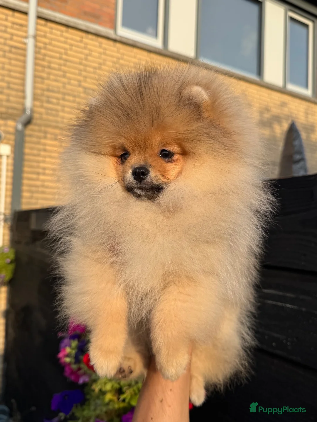 Pomeriaan honden te koop: Exclusieve Bearface Pomeranian Puppy - Teefje - Advertentie 1