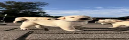Labrador Retriever honden te koop: Raszuivere Labrador pups blond | Vader is kampioen in Twijzel - Advertentie 4