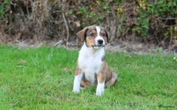 Kruising honden te koop: hele lieve, speelse pups  - Afbeelding 7