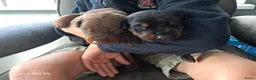 Dobermann honden te koop: Dobermann pups uit huiselijke sfeer - Advertentie 6