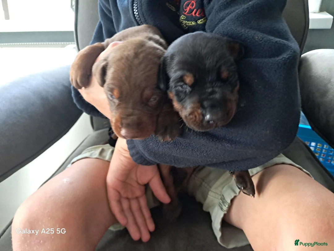 Dobermann honden te koop: Dobermann pups uit huiselijke sfeer - Advertentie 6