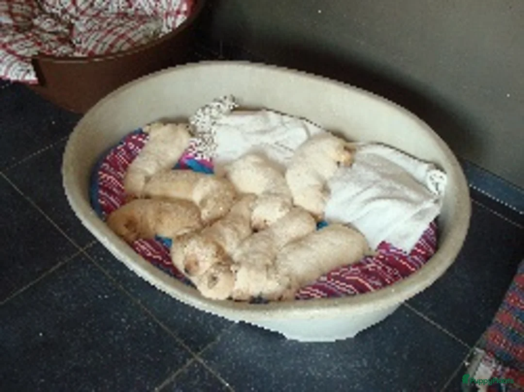 Labrador Retriever honden te koop: Blonde labrador pups - Advertentie 4