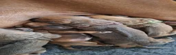 Rhodesian Ridgeback honden te koop: Prachtige Rhodesian Ridgeback pups met Stamboom - Advertentie 4
