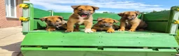 Kruising honden te koop: Uniek relaxed Border Collie x Mechelse Herder pups - Advertentie 2