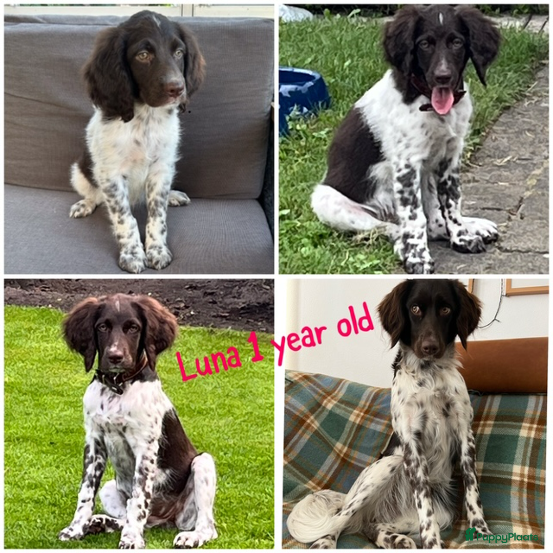Heidewachtel honden te koop: Prachtige HeideDoodle pups in Mierlo - Afbeelding 16