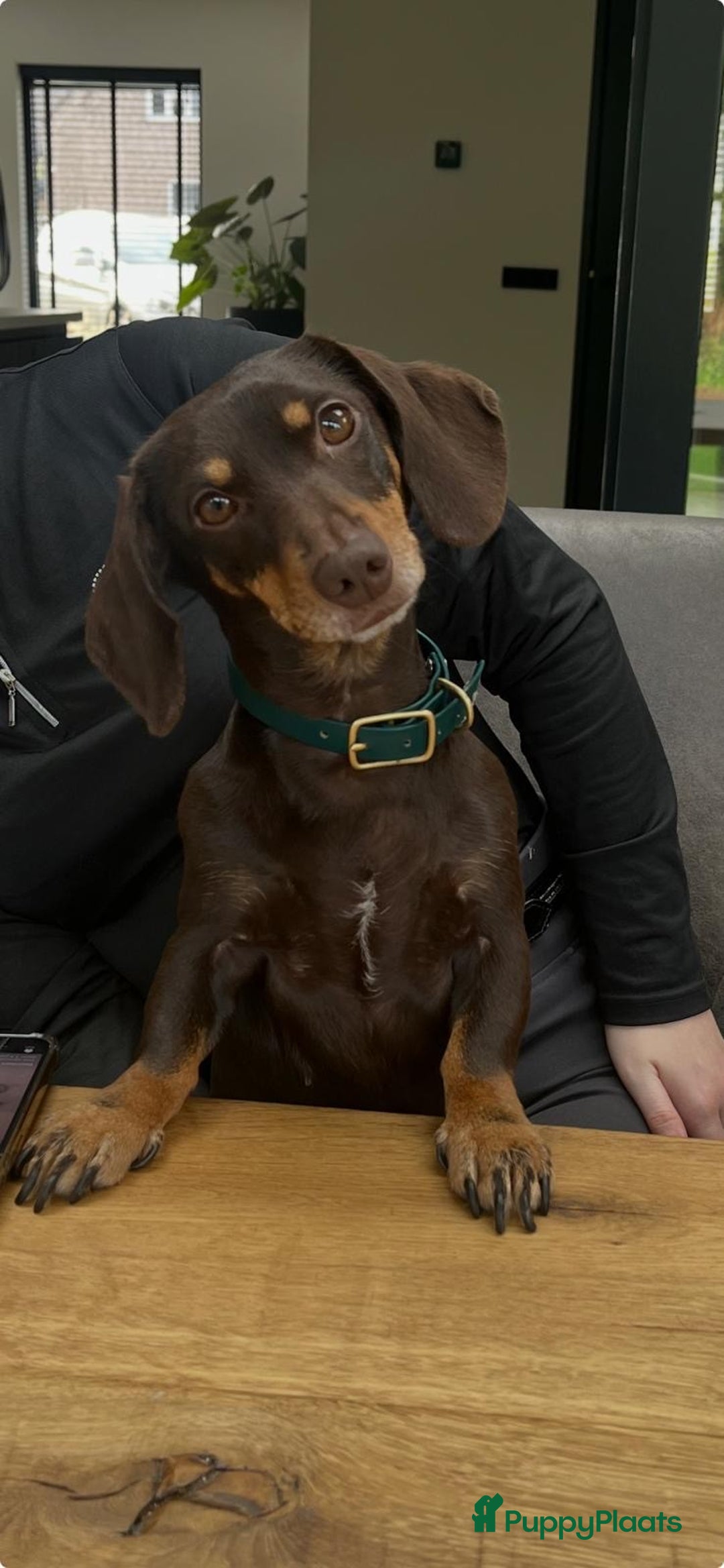 Teckel (korthaar)  honden te koop: Dwerg Teckel pups 2-1 geboren NOG 2 BESCHRIKBAAR - Advertentie 13