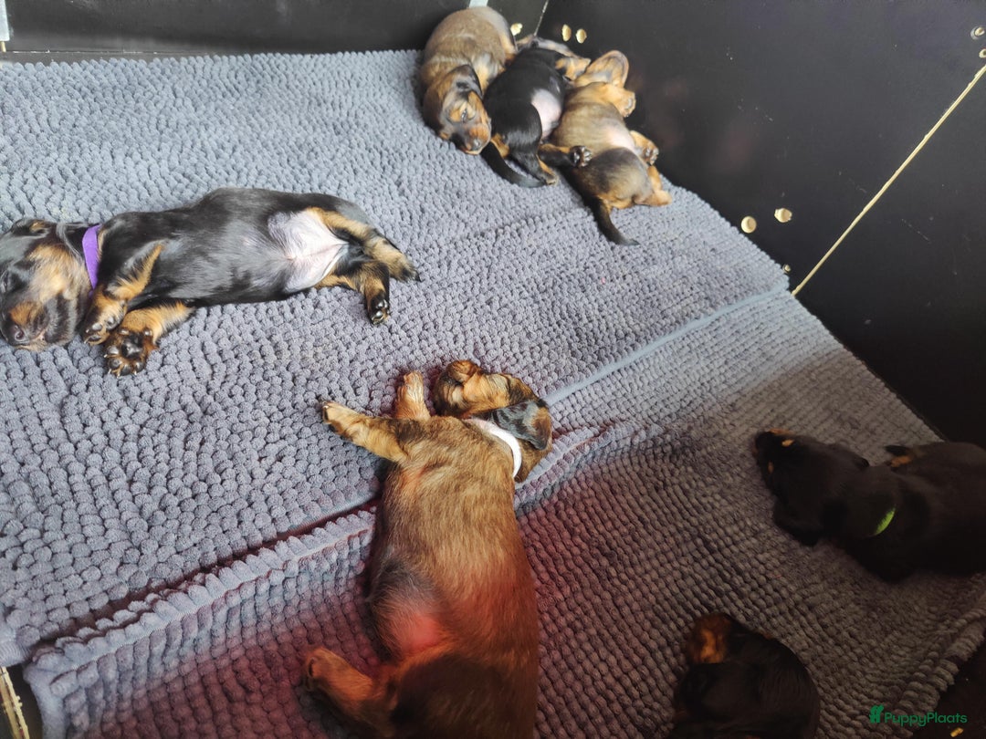 Teckel (langhaar) honden te koop: Eén pup beschikbaar Standaard langhaar teckel pups - Advertentie 4