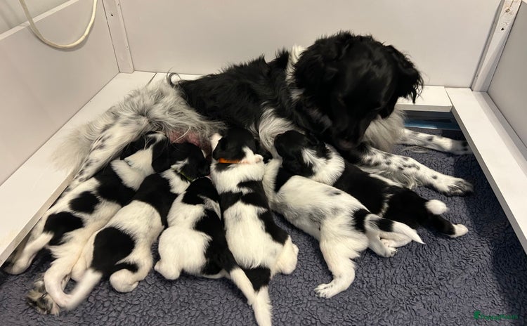 Friese Stabij honden - Advertentie 14