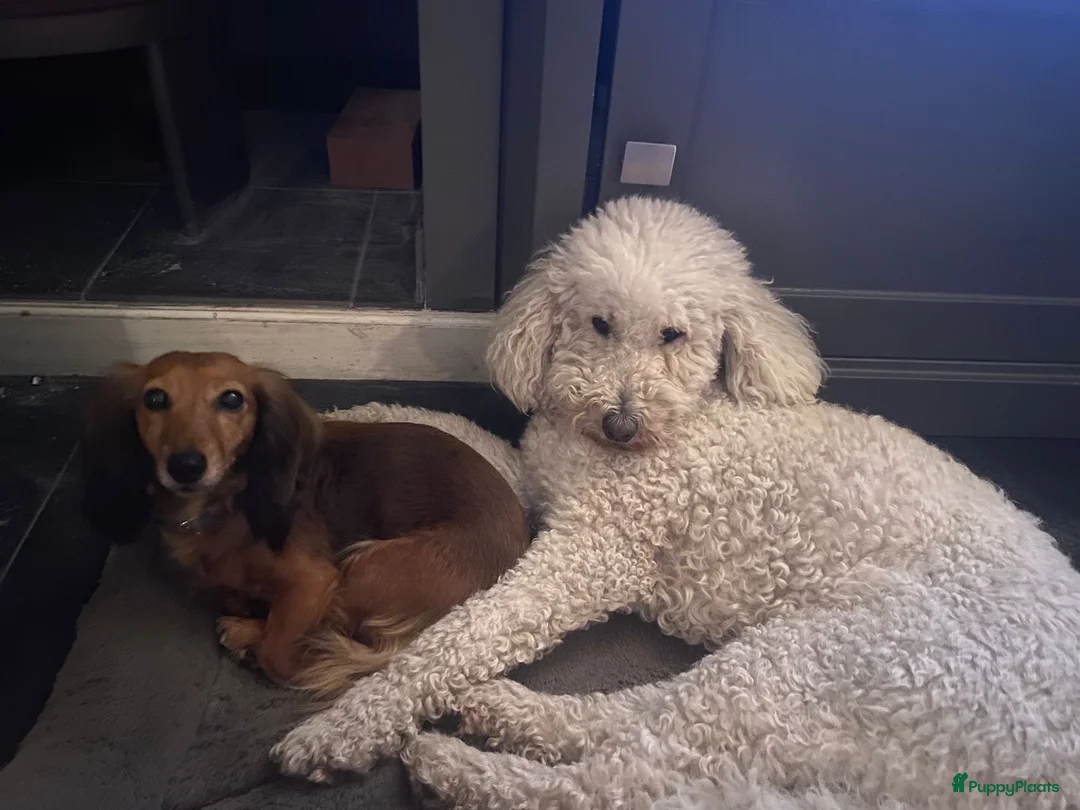 Labradoodle honden te koop: Vooraankondiging labradoodle puppy’s - Advertentie 2