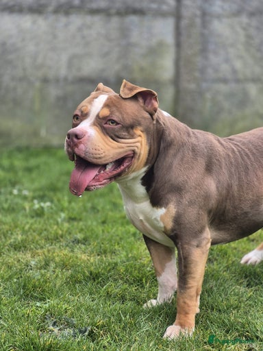 Galerij afbeelding {{count}}