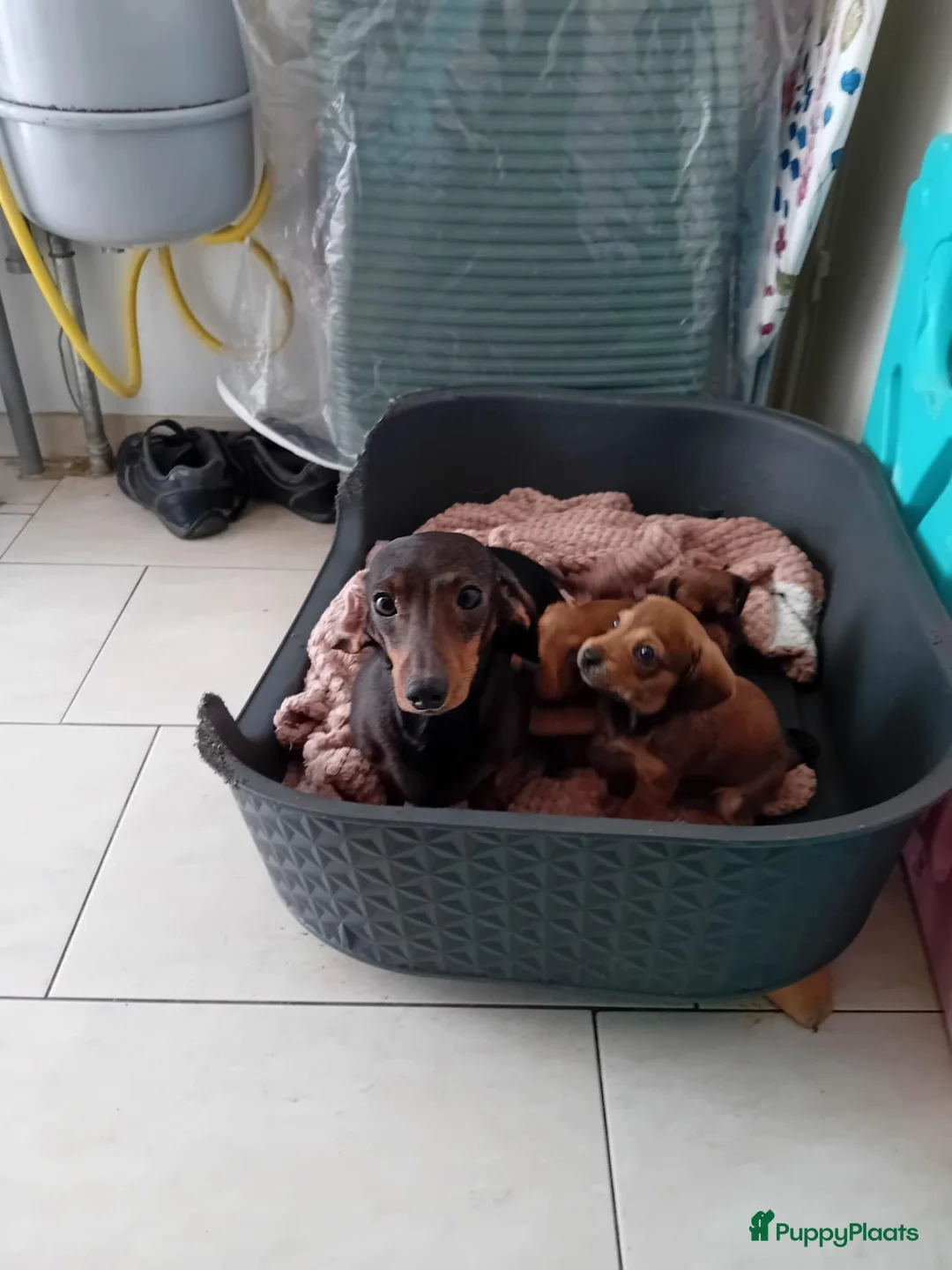 Kruising honden te koop: teckel tussen labradoodles puppy - Advertentie 2