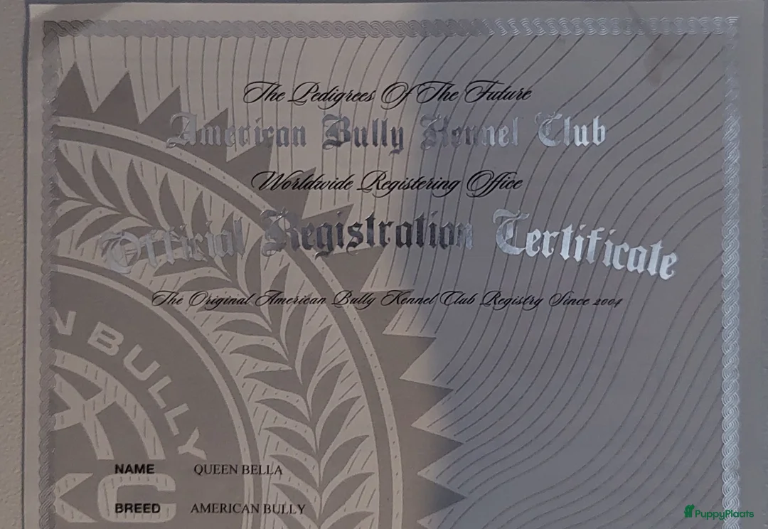 Amerikaanse Bully honden te koop: 💙 Mooie American Bully met stamboom 💙 - Advertentie 3