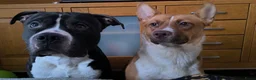 Kruising honden te koop: 6 mix pups in Oosterhout - Advertentie 4