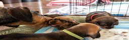 Ruwhaar Teckel honden te koop: Prachtige Ruwharige Teckel pups - Advertentie 23