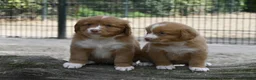 Nova Scotia Duck Tolling Retriever honden te koop: Nova Scotia Duck Tolling Retriever pups # Toller - Advertentie 8