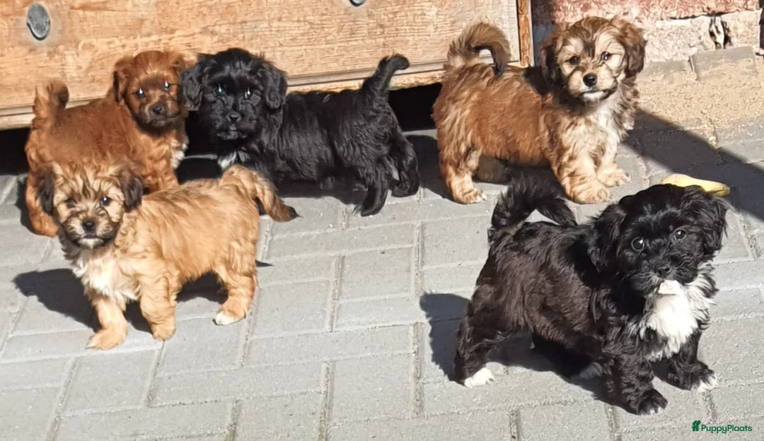 Havanezer honden te koop: Prachtige gezonde Havanezer pups met stamboom - Advertentie 1