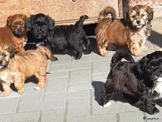 Havanezer honden Prachtige gezonde Havanezer pups met stamboom - Advertentie 2