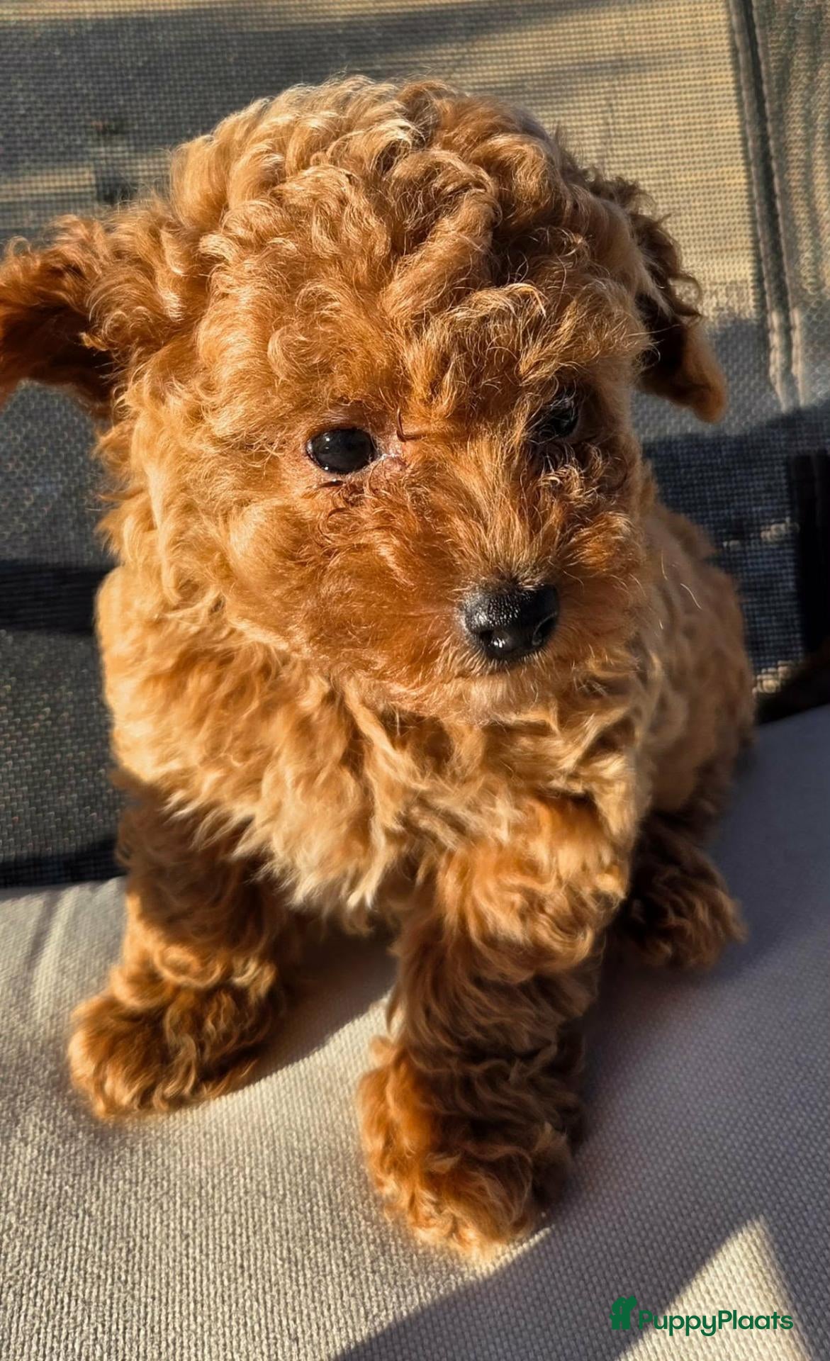Poedel Toy honden Toypoedel pup - Advertentie 1