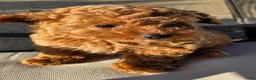 Poedel Toy honden te koop: Toypoedel pup - Advertentie 1