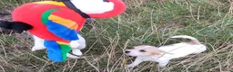 Jack Russel Terriër honden te koop: Jack russell pups met Stamboom!! - Advertentie 10