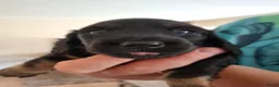 Teckel (langhaar) honden te koop: Prachtige Black en Tan pups - Advertentie 10