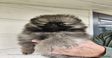 Pomeriaan honden Pomeriaan dwergkees - Advertentie 6