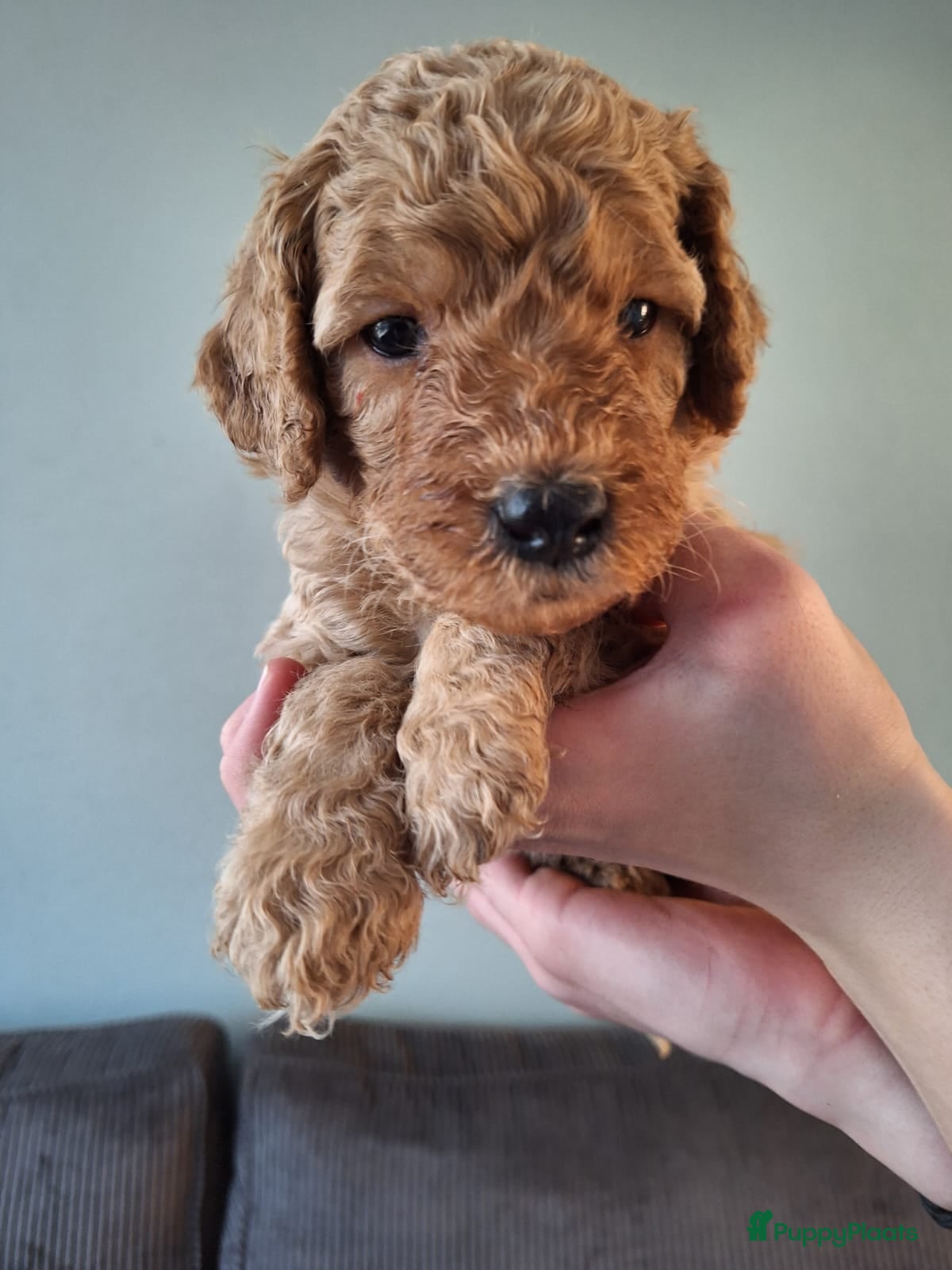 Labradoodle honden Prachtige Labradoodle Pups - Advertentie 1