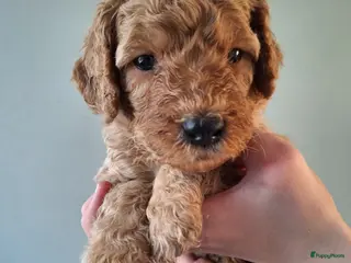 Labradoodle honden Prachtige Labradoodle Pups - Advertentie 1