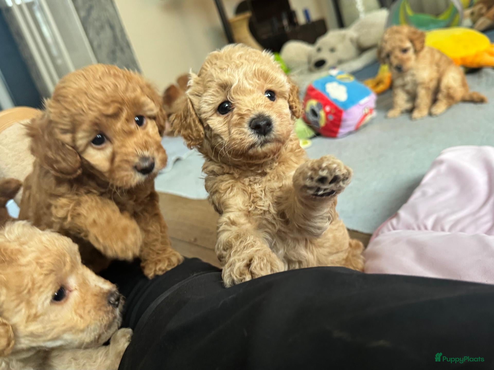 Maltipoo honden te koop: Maltipoo pups - Advertentie 1
