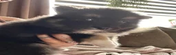 Pomsky honden te koop: 6 pomskys in Langeweg - Advertentie 23