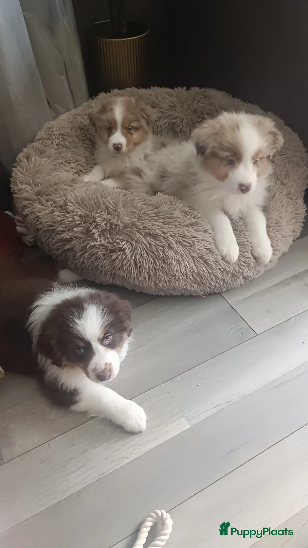 Australian Shepherd honden te koop: Lieve Australian Shepherd pups  - Advertentie 8