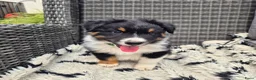 Australian Shepherd honden te koop: Nog 2 australian shepherd reutjes zoeken een thuis - Advertentie 17