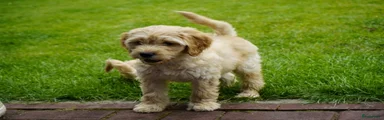 Kruising Puppy 2