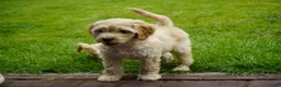 Kruising honden te koop: Lieve kruising labradoodle pups te koop! - Advertentie 9