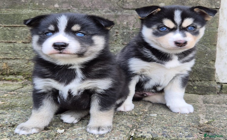 Pomsky honden - Advertentie 2
