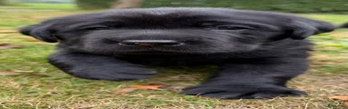 Labrador Retriever 3