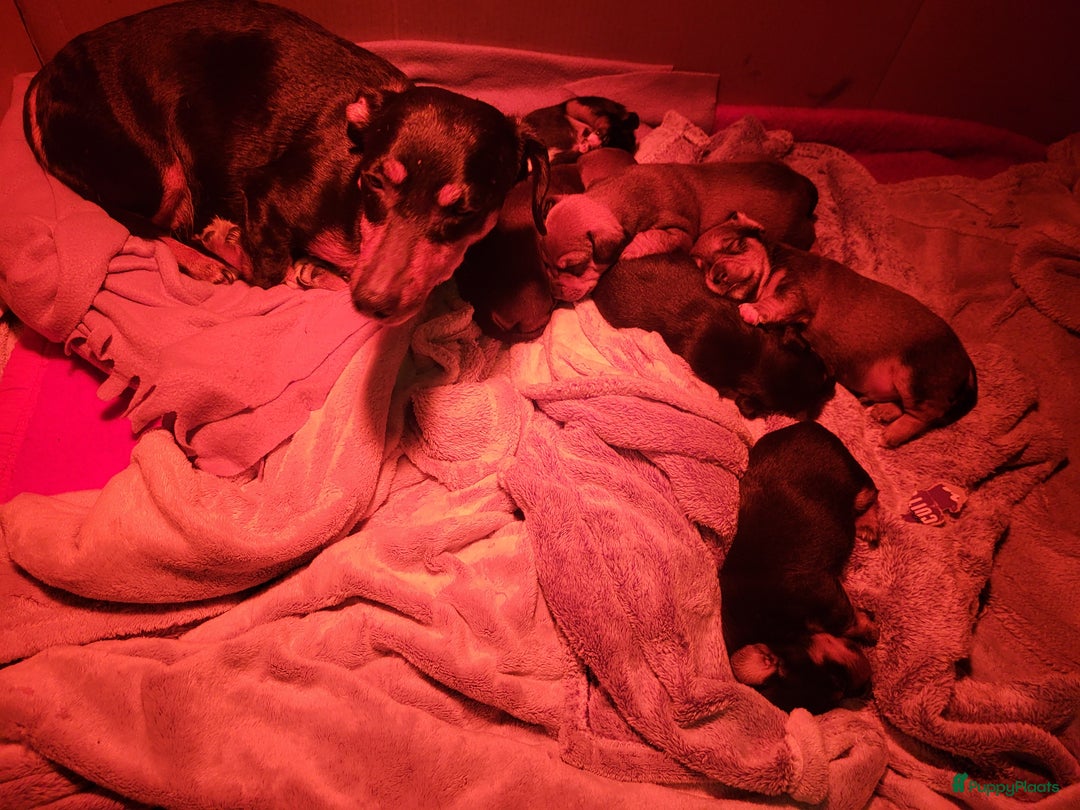 Jack Russel Terriër honden te koop: Black en tan  broertjes zoeken nog een warm mandje - Advertentie 10