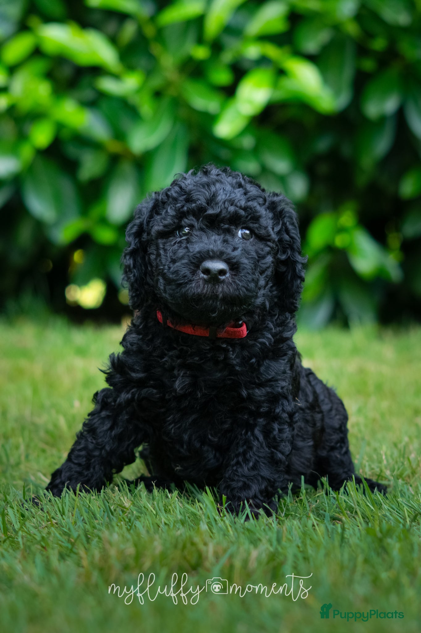 Labradoodle honden Prachtige Labradoodle pups mogen verhuizen  - Advertentie 6