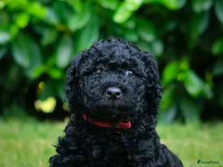 Labradoodle honden Prachtige Labradoodle pups mogen verhuizen - Advertentie 6