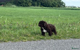 Spaanse Waterhond honden te koop: Spaanse Waterhond pups - Afbeelding 27