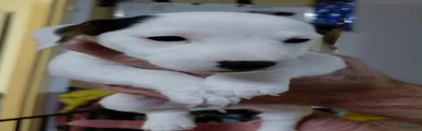 Jack Russel Terriër 3