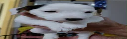 Jack Russel Terriër honden te koop: Jack Russell pups – 2 reutjes & 2 teefjes - Advertentie 4