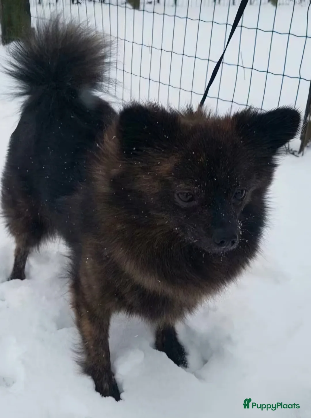 Pomeriaan honden te koop: Pomeriaan pup - Advertentie 3