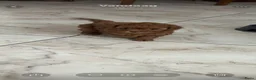 Poedel Toy honden te koop: Toy poedel puppy’s zoeken een gouden mandje  - Advertentie 3