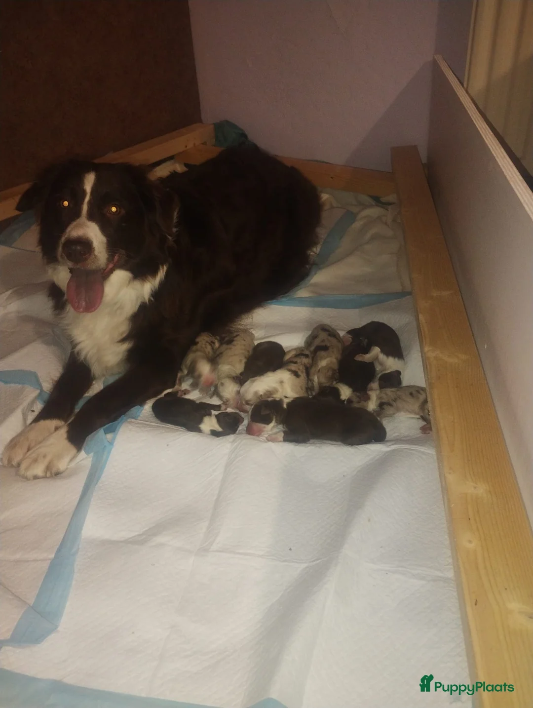 Australian Shepherd honden te koop: 10 prachtige Australische herder pups! - Advertentie 4