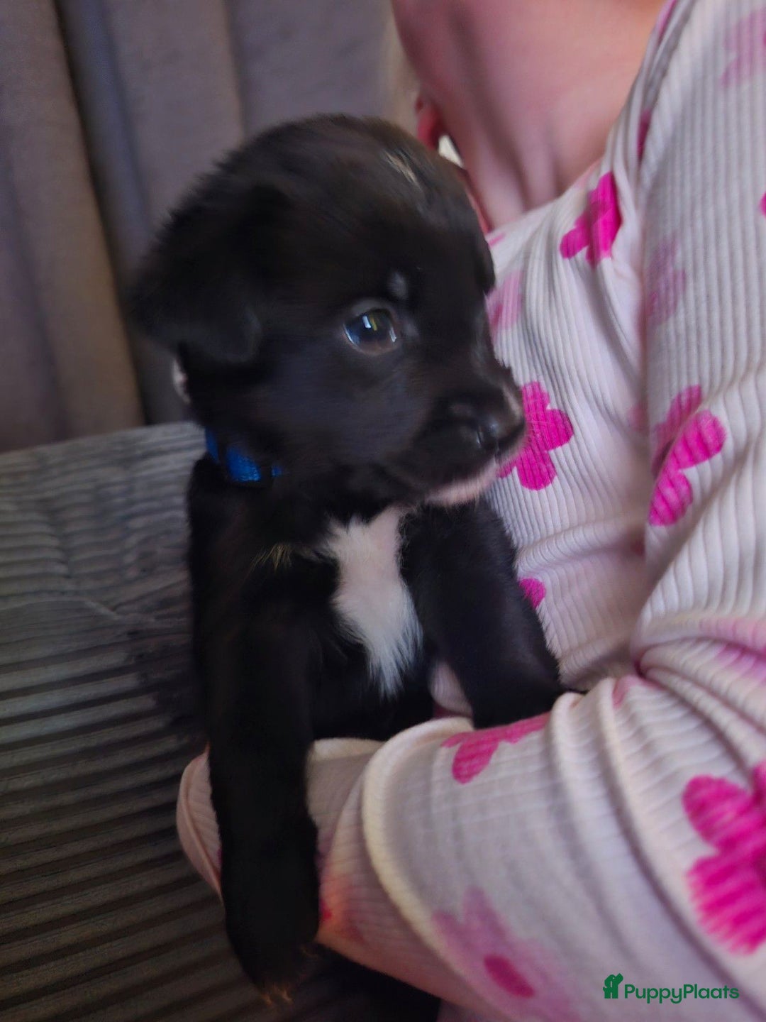 Kruising honden te koop: Boulab pups - Advertentie 6