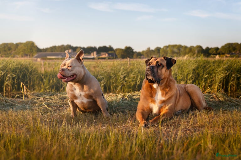 Galerij afbeelding {{count}}