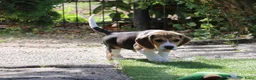 Beagle honden te koop: beagle pups  - Advertentie 8